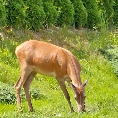 Domek Pod Holica 2 Bieszczady Устрики-Долішні Екстер'єр фото