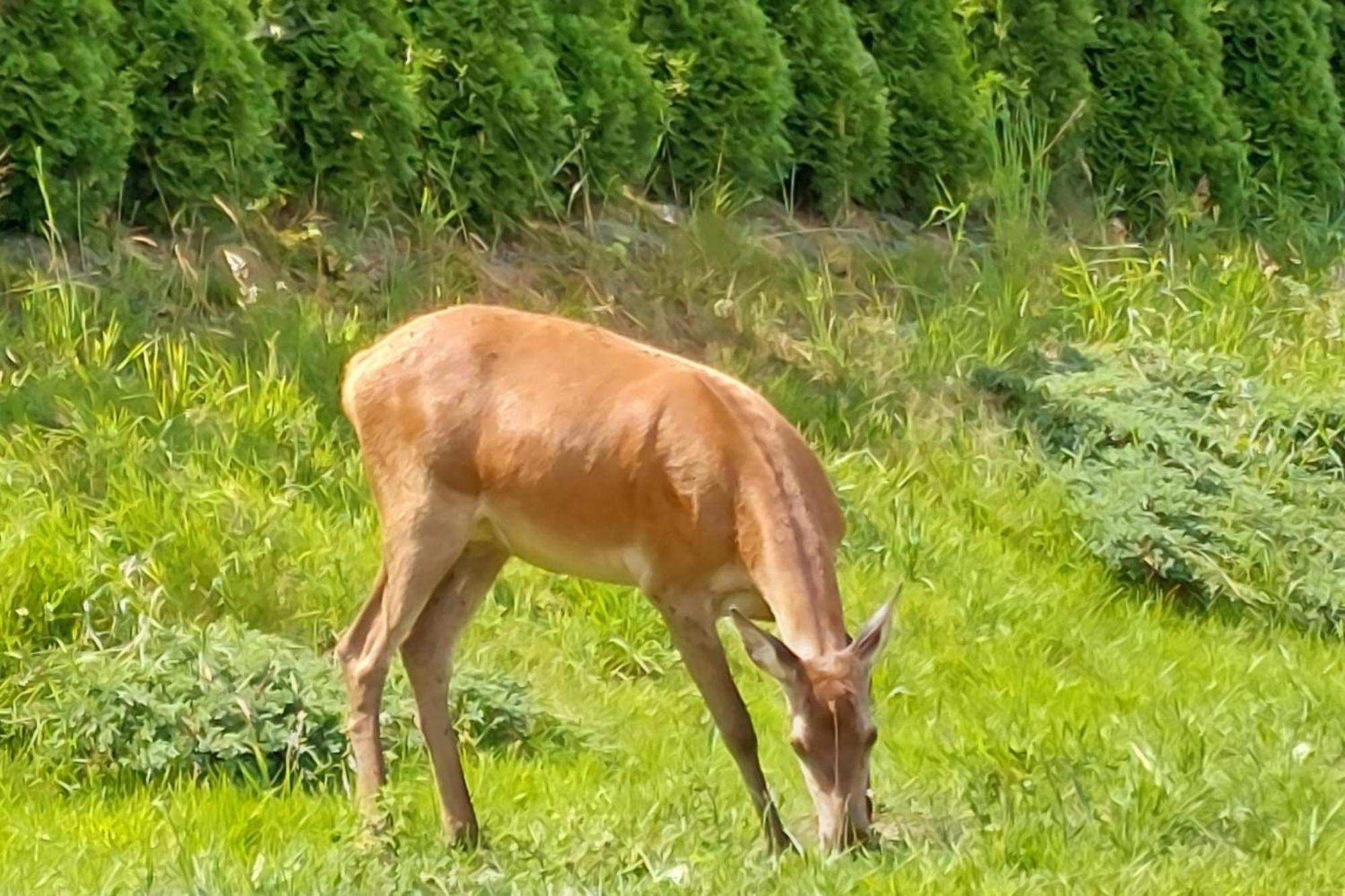 Domek Pod Holica 2 Bieszczady Устрики-Долішні Екстер'єр фото